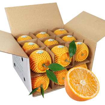 Authentic Zigui Lun late sweet oranges, 
